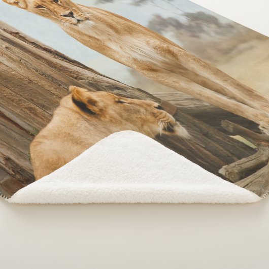 Lioness-Regeln Sherpadecke (3/4)