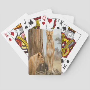 Lioness-Regeln Spielkarten