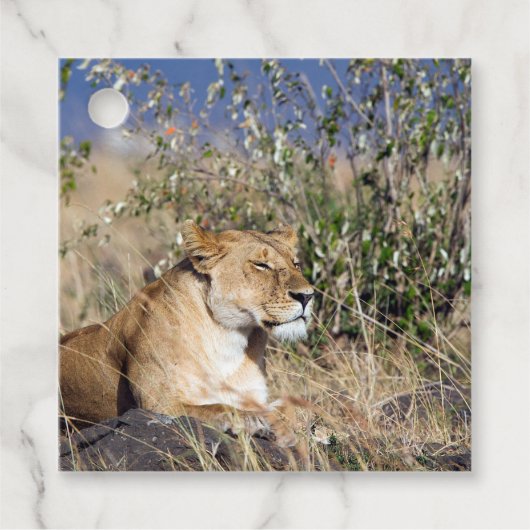 Lioness resting geschenkanhänger (Vorderseite)