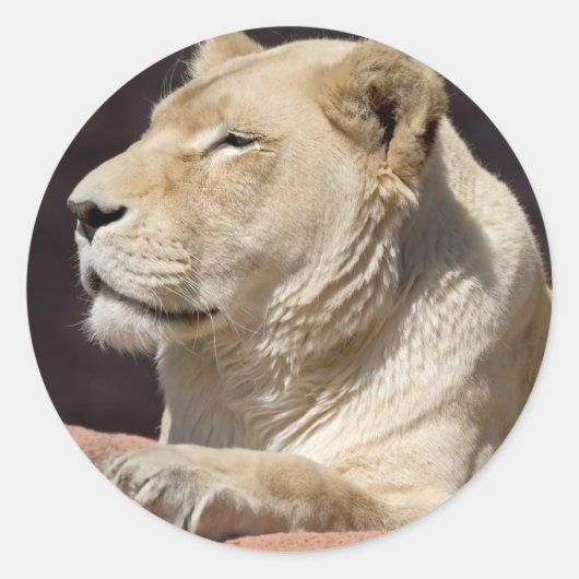Lioness Runder Aufkleber (Vorderseite)