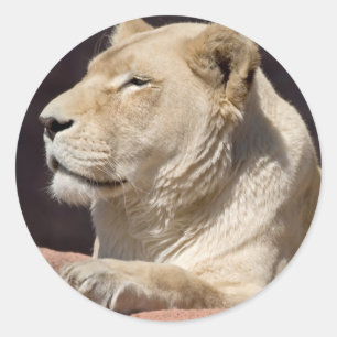 Lioness Runder Aufkleber