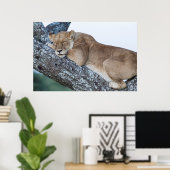 Lioness Schlafen in Bäumen Poster (Heimbüro)