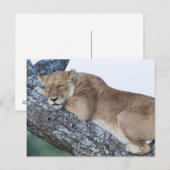 Lioness Schlafen in Bäumen Postkarte (Vorne/Hinten)