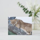 Lioness Schlafen in Bäumen Postkarte (Stehend Vorderseite)