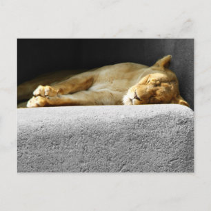 Lioness Schlafen Postkarte