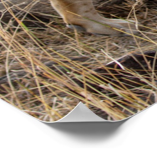 Lioness Sisters - Maasai Mara Safari Naturparkplat Poster (Ecke)