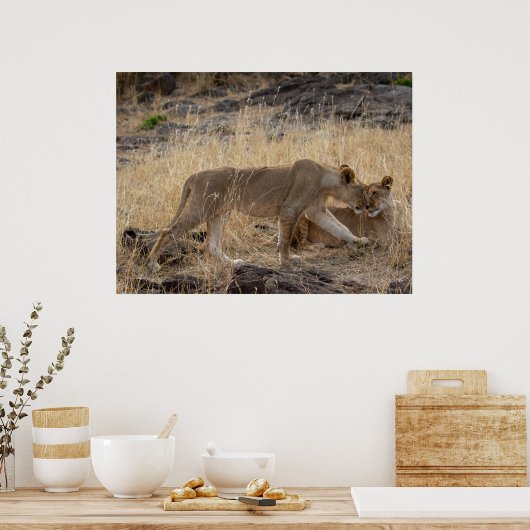 Lioness Sisters - Maasai Mara Safari Naturparkplat Poster (Küche)