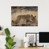 Lioness Sisters - Maasai Mara Safari Naturparkplat Poster (Heimbüro)