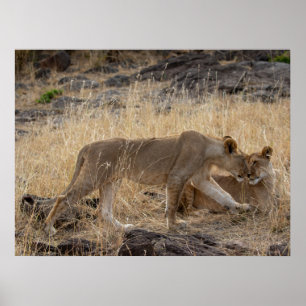 Lioness Sisters - Maasai Mara Safari Naturparkplat Poster