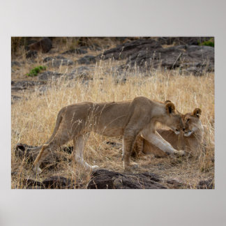 Lioness Sisters - Maasai Mara Safari Naturparkplat Poster