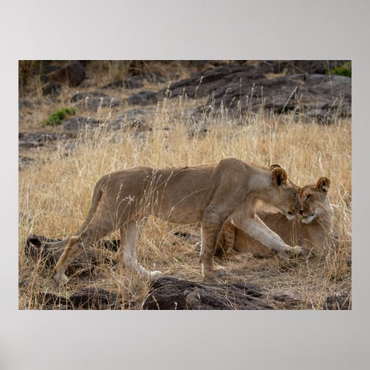 Lioness Sisters - Maasai Mara Safari Naturparkplat Poster (Vorne)