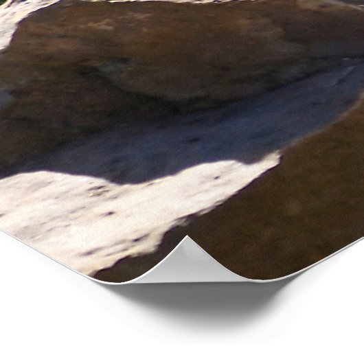 Lioness stehend poster (Ecke)