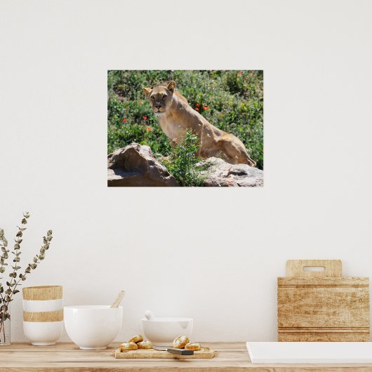 Lioness stehend poster (Küche)