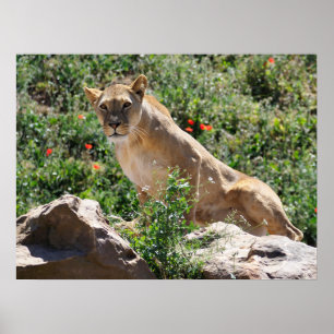 Lioness stehend poster
