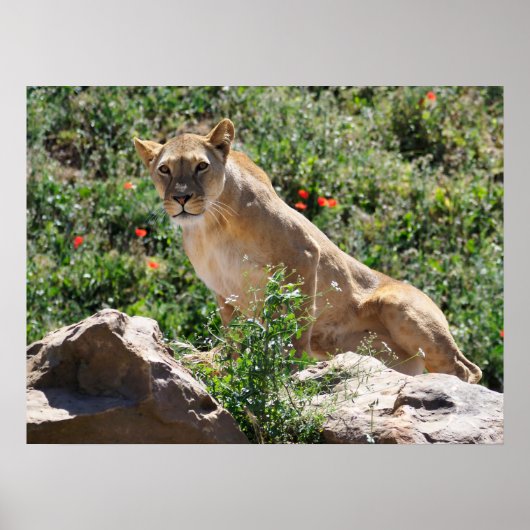 Lioness stehend poster (Vorne)