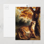 Lioness sticht sie postkarte (Vorne/Hinten)