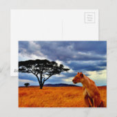 Lioness Storm Postkarte (Vorne/Hinten)