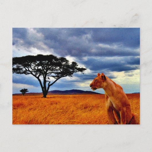 Lioness Storm Postkarte (Vorderseite)