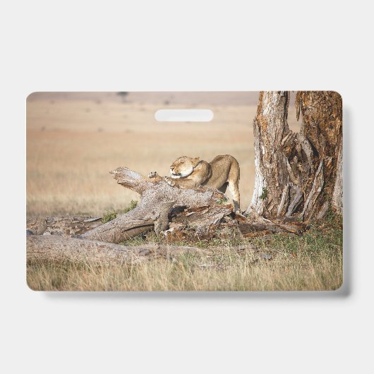 Lioness stretching ausweis (Vorderseite)