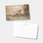 Lioness stretching ausweis (Vorder- & Rückseite)