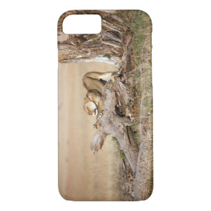 Lioness stretching iPhone 8/7 hülle