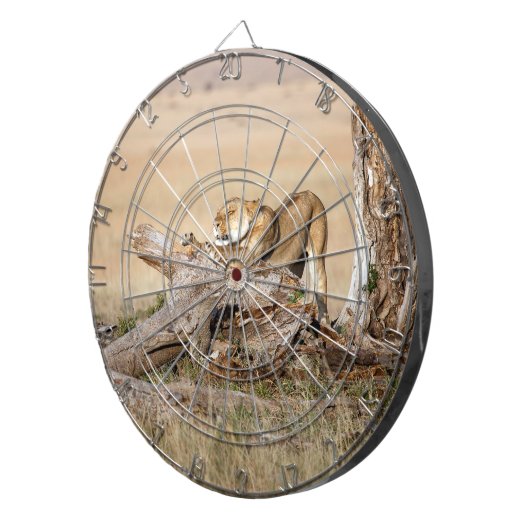 Lioness stretching dartscheibe (Vorderseite rechts)