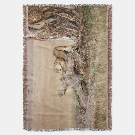 Lioness stretching decke (Vorderseite Vertikal)