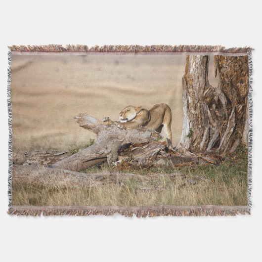 Lioness stretching decke (Vorderseite)