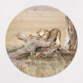 Lioness stretching etiketten (Design 2)