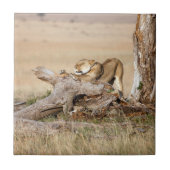 Lioness stretching fliese (Vorderseite)