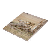 Lioness stretching fliese (Seite)