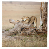 Lioness stretching fliese (Vorderseite)