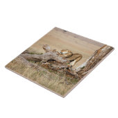 Lioness stretching fliese (Seite)