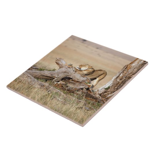 Lioness stretching fliese (Seite)