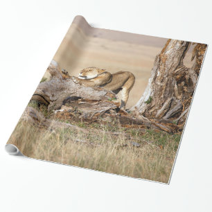 Lioness stretching geschenkpapier