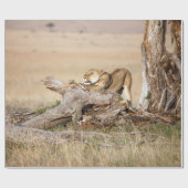 Lioness stretching geschenkpapier (Flach)
