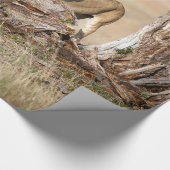 Lioness stretching geschenkpapier (Ecke)