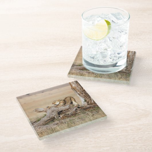 Lioness-Stretching Glasuntersetzer (Schrägansicht)