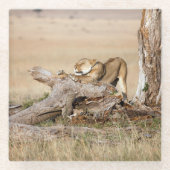 Lioness-Stretching Glasuntersetzer (Vorderseite)