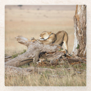 Lioness stretching glasuntersetzer