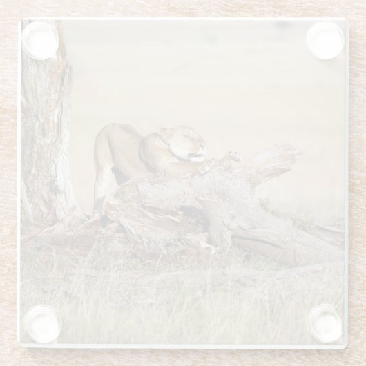 Lioness-Stretching Glasuntersetzer (Rückseite)