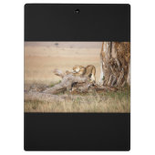 Lioness stretching klemmbrett (Rückseite)