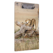 Lioness stretching klemmbrett (Rechts)