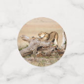 Lioness stretching konfetti (Klein Vorderseite)