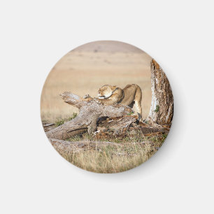 Lioness stretching magnet
