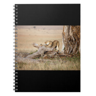 Lioness stretching notizblock