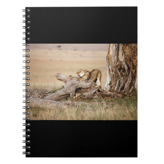 Lioness stretching notizblock (Vorderseite)