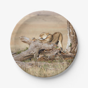 Lioness stretching pappteller