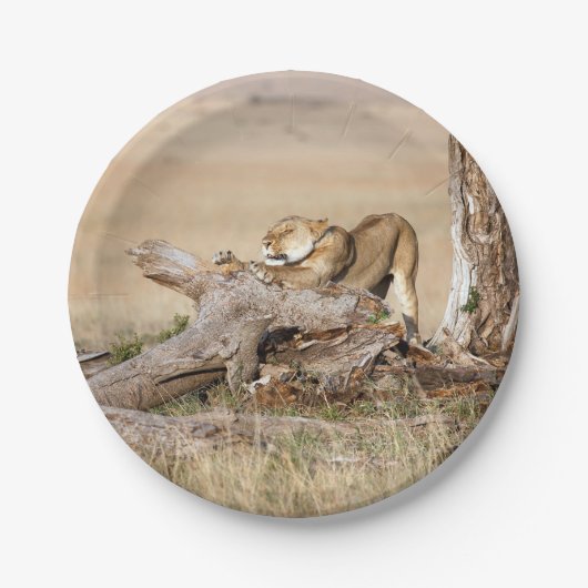 Lioness stretching pappteller (Vorderseite)