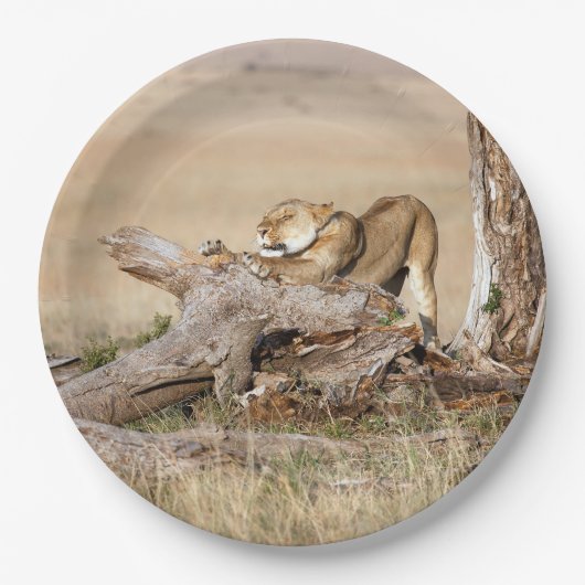 Lioness stretching pappteller (Vorderseite)